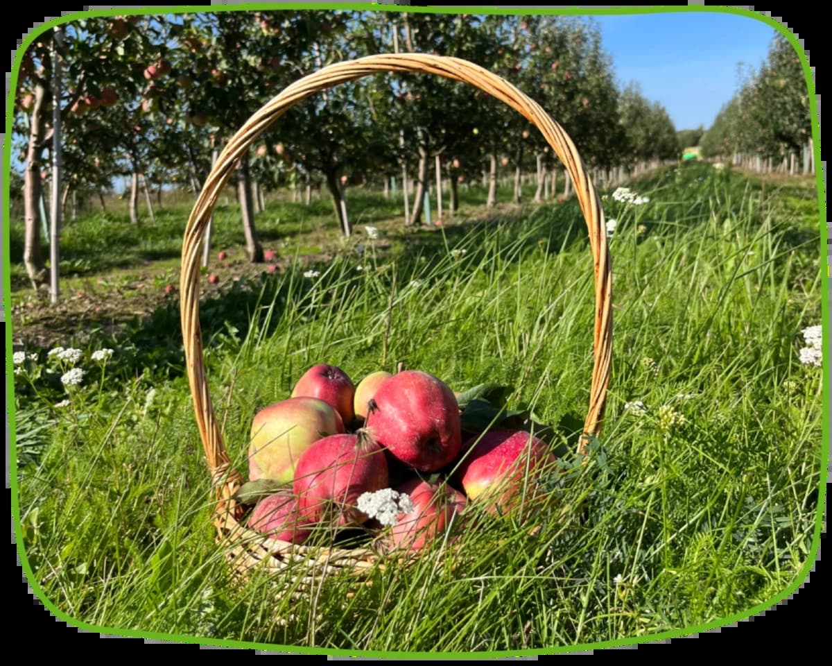 Тургеневские сады, компания в Калининграде и области
