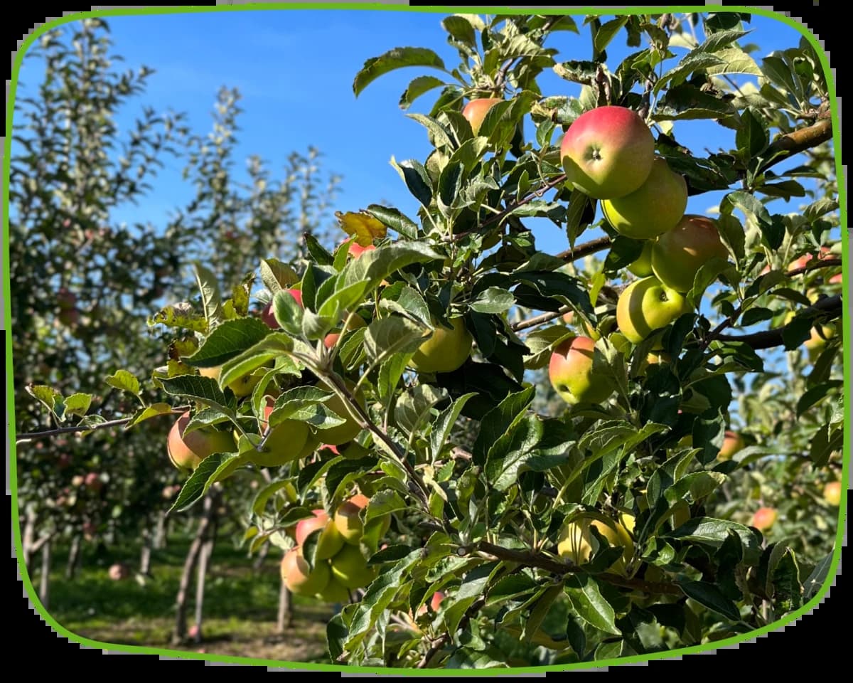Тургеневские сады, компания в Калининграде и области